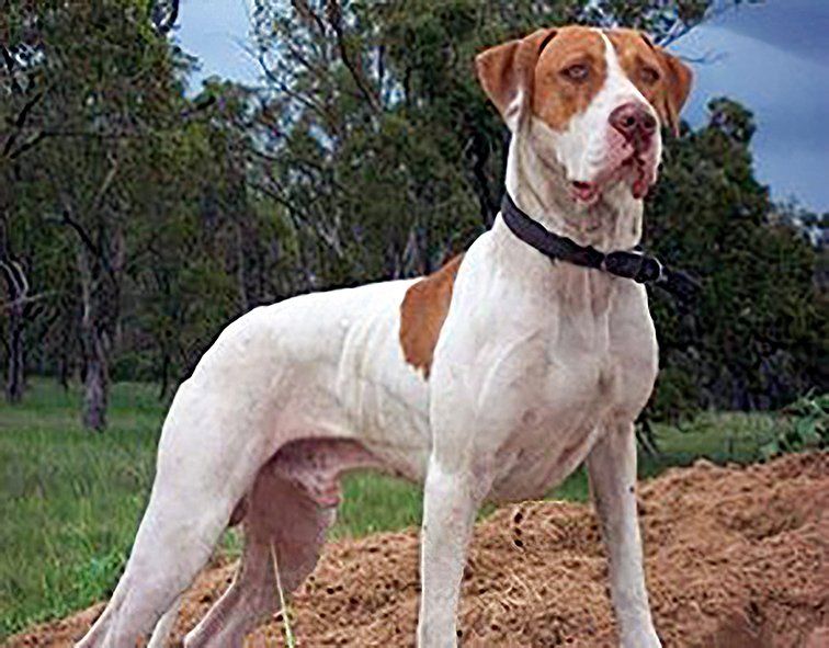 Bull sales arab breed